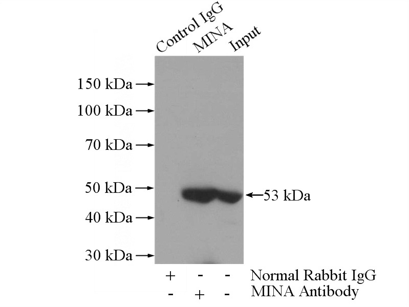IP Result of anti-MINA (IP:Catalog No:112622, 3ug; Detection:Catalog No:112622 1:500) with HEK-293 cells lysate 2120ug.