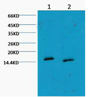 Western blot analysis of Hela, diluted at 1) 1:1000 . 2) 1:3000 cells nucleus extracted by Minute TM Cytoplasmic and Nuclear Fractionation kit (SC-003,Inventbiotech,MN,USA).