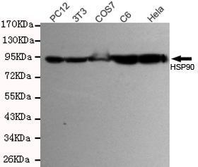 Western blot detection of HSP90AB1 in Hela,PC-12,COS7,C6 and 3T3 cell lysates using HSP90AB1 mouse mAb (1:500 diluted).Predicted band size:90KDa.Observed band size:90KDa.