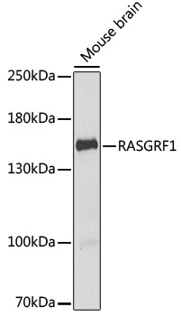 Western blot - RASGRF1 Polyclonal Antibody 