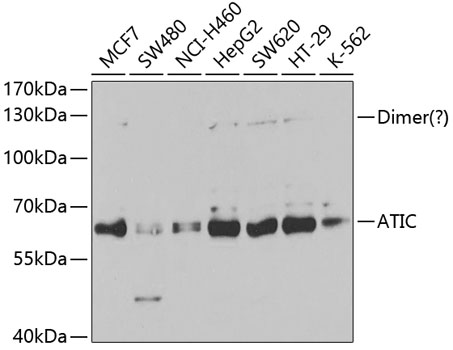 Western blot - ATIC Polyclonal Antibody 