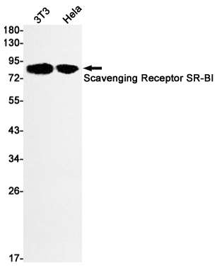Western blot detection of Scavenging Receptor SR-BI  in 3T3,Hela cell lysates using Scavenging Receptor SR-BI  Rabbit mAb(1:1000 diluted).Predicted band size:61kDa.Observed band size:80kDa.