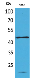 Fig1:; Western Blot analysis of K562 cells using CD241 Polyclonal Antibody.. Secondary antibody（catalog#: HA1001) was diluted at 1:20000