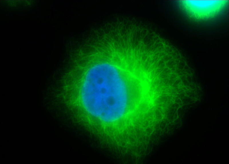 Immunofluorescent analysis of HeLa cells using Catalog No:107231(KRT18 Antibody) at dilution of 1:100 and Alexa Fluor 488-congugated AffiniPure Goat Anti-Mouse IgG(H+L)