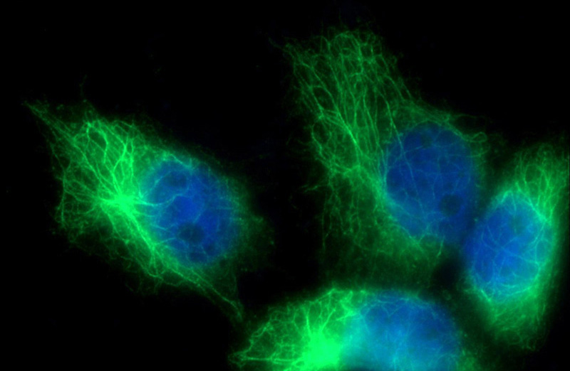 Immunofluorescent analysis of (-20oc Ethanol) fixed HeLa cells using Catalog No:109796(KRT17 Antibody) at dilution of 1:50 and Alexa Fluor 488-congugated AffiniPure Goat Anti-Rabbit IgG(H+L)