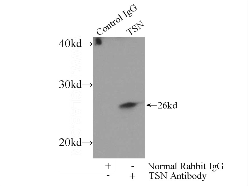 IP Result of anti-TSN (IP:Catalog No:116436, 3ug; Detection:Catalog No:116436 1:300) with MCF-7 cells lysate 1600ug.
