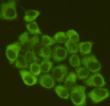 Immunofluorescent analysis of Hela cells fixed by anhydrous methanol for 2 h at -20℃ and using anti-eIF2α mouse mAb (dilution 1:200).