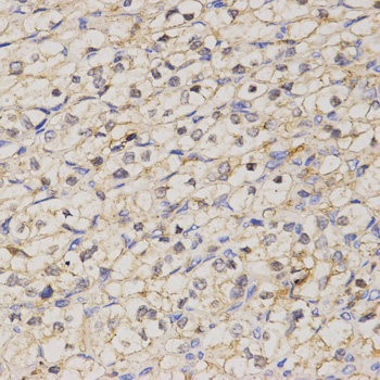 Immunohistochemistry - GJC2 Polyclonal Antibody 