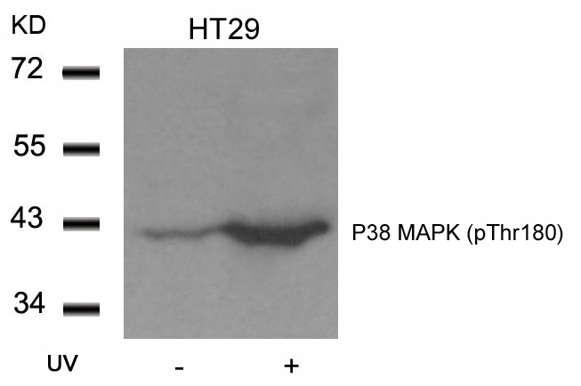 Western blot analysis of extracts from HT29 cells untreated or treated with UV using P38 MAPK (Phospho-Thr180) Antibody .