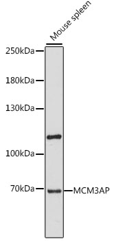 Western blot - MCM3AP Polyclonal Antibody 