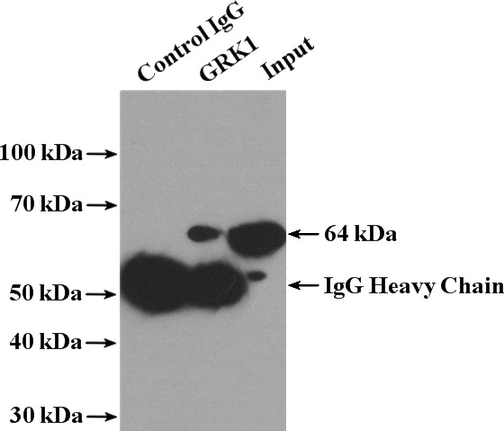 IP Result of anti-GRK1 (IP:Catalog No:111211, 4ug; Detection:Catalog No:111211 1:500) with Y79 cells lysate 1240ug.