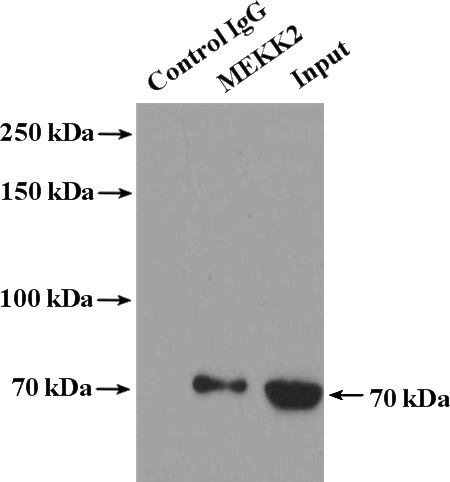 IP Result of anti-MAP3K2 (IP:Catalog No:112650, 4ug; Detection:Catalog No:112650 1:300) with HEK-293 cells lysate 3200ug.