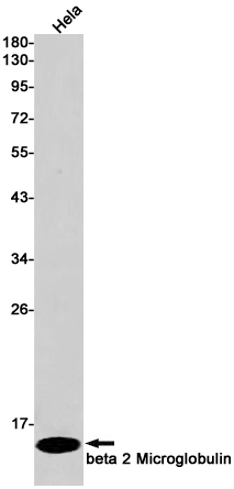 Western blot detection of beta 2 Microglobulin in Hela cell lysates using beta 2 Microglobulin Rabbit pAb(1:1000 diluted).Predicted band size:14kDa.Observed band size:14kDa.