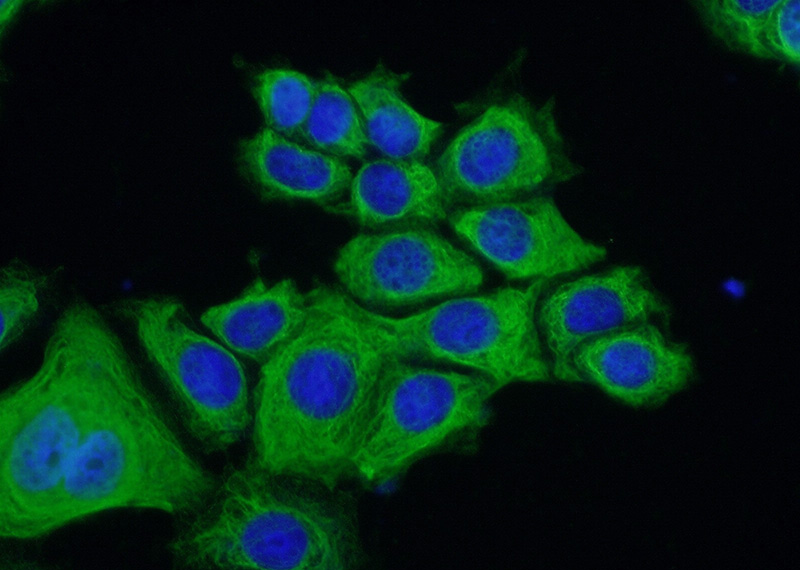 Immunofluorescent analysis of (-20oc Ethanol) fixed MCF-7 cells using Catalog No:110366(ERMAP Antibody) at dilution of 1:50 and Alexa Fluor 488-congugated AffiniPure Goat Anti-Rabbit IgG(H+L)