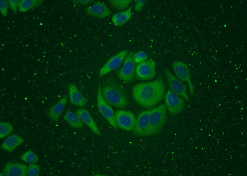 Immunofluorescent analysis of PC-3 cells using Catalog No:111946(ITGB1BP1 Antibody) at dilution of 1:25 and Alexa Fluor 488-congugated AffiniPure Goat Anti-Rabbit IgG(H+L)