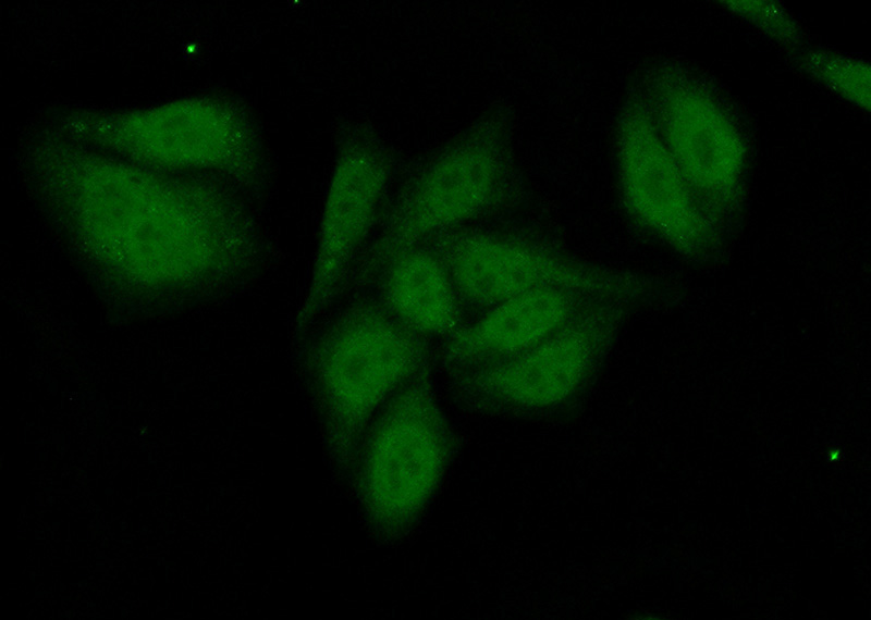 Immunofluorescent analysis of (10% Formaldehyde) fixed HepG2 cells using Catalog No:114229(PRPF38A Antibody) at dilution of 1:50 and Alexa Fluor 488-congugated AffiniPure Goat Anti-Rabbit IgG(H+L)