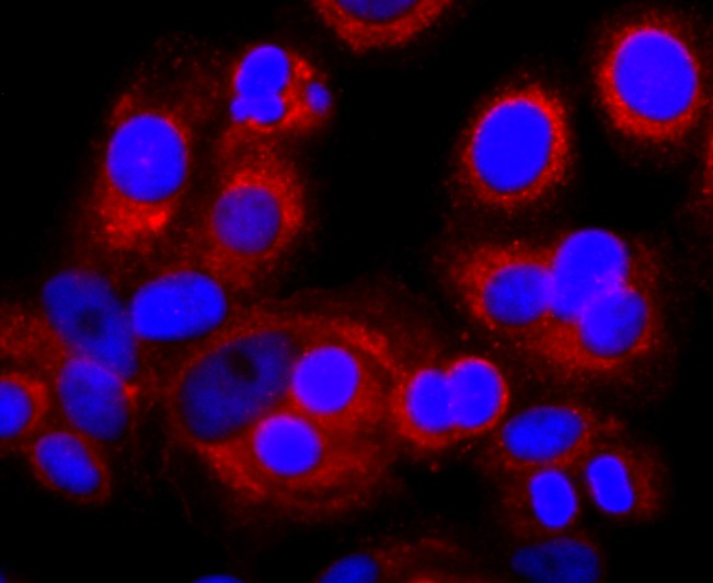 Fig4: ICC staining IL7 in MCF-7 cells (red). The nuclear counter stain is DAPI (blue). Cells were fixed in paraformaldehyde, permeabilised with 0.25% Triton X100/PBS.
