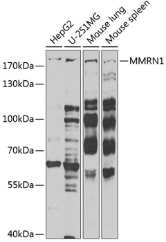 Western blot - MMRN1 Polyclonal Antibody 