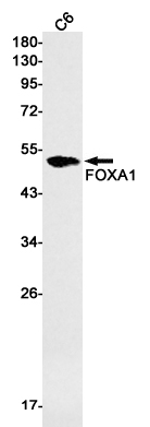 Western blot detection of FOXA1 in C6 cell lysates using FOXA1 Rabbit mAb(1:1000 diluted).Predicted band size:49kDa.Observed band size:49kDa.
