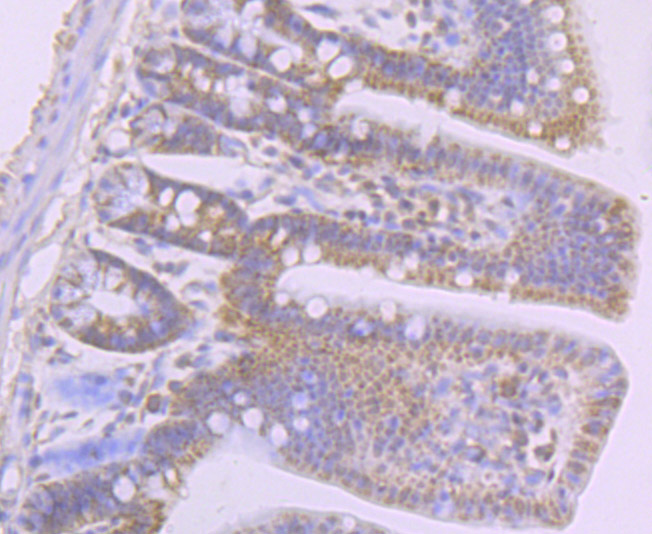 Fig5:; Immunohistochemical analysis of paraffin-embedded mouse colon tissue using anti-LY75 antibody. The section was pre-treated using heat mediated antigen retrieval with Tris-EDTA buffer (pH 9.0) for 20 minutes.The tissues were blocked in 1% BSA for 30 minutes at room temperature, washed with ddH; 2; O and PBS, and then probed with the primary antibody ( 1/50) for 30 minutes at room temperature. The detection was performed using an HRP conjugated compact polymer system. DAB was used as the chromogen. Tissues were counterstained with hematoxylin and mounted with DPX.