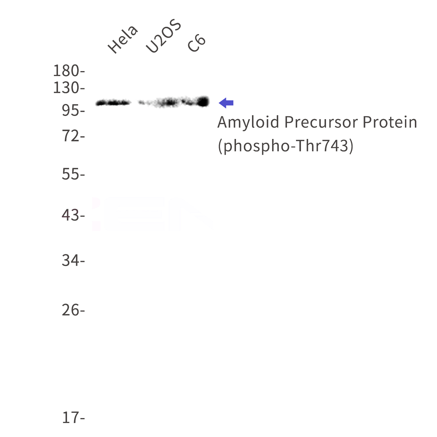 Western blot detection of phospho-Amyloid Precursor Protein (Thr743)  in Hela,U2OS,C6 cell lysates using phospho-Amyloid Precursor Protein (Thr743)  Rabbit mAb(1:1000 diluted).Predicted band size:87kDa.Observed band size:100kDa.