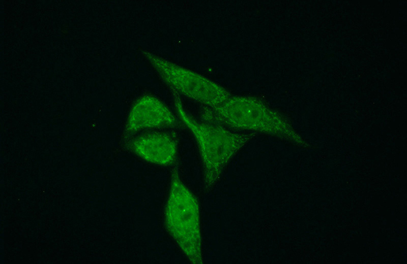 Immunofluorescent analysis of (10% Formaldehyde) fixed HepG2 cells using Catalog No:116134(TIMM50 Antibody) at dilution of 1:50 and Alexa Fluor 488-congugated AffiniPure Goat Anti-Rabbit IgG(H+L)