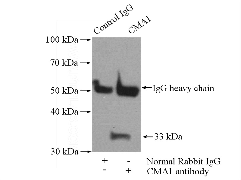 IP Result of anti-CMA1 (IP:Catalog No:112489, 4ug; Detection:Catalog No:112489 1:300) with mouse heart tissue lysate 2400ug.