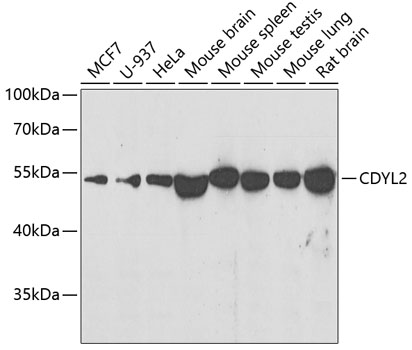 Western blot - CDYL2 Polyclonal Antibody 