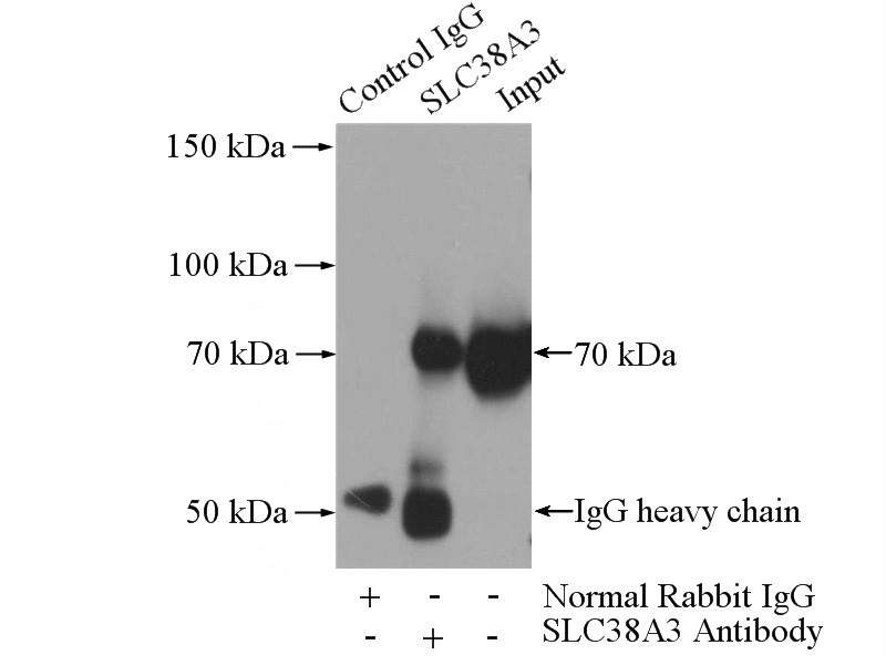 IP Result of anti-SLC38A3 (IP:Catalog No:115374, 3ug; Detection:Catalog No:115374 1:1000) with mouse heart tissue lysate 4000ug.
