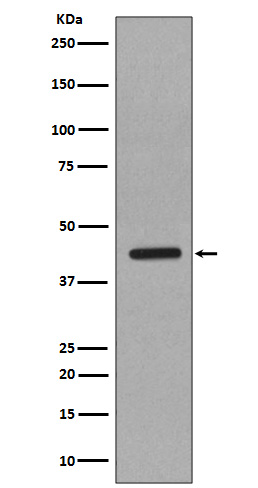 Western blot analysis of Caspase-1 in HeLa cell lysate.