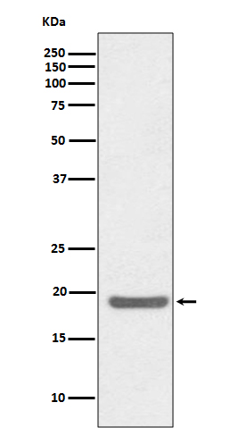 Western blot analysis of CD80 expression in Jurkat cell lysate.