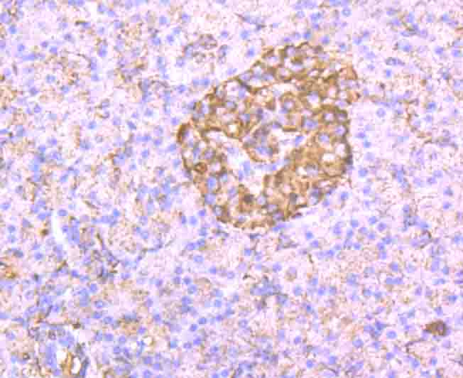 Fig8: Immunohistochemical analysis of paraffin-embedded human pancreas tissue using anti-CD130 antibody. Counter stained with hematoxylin.