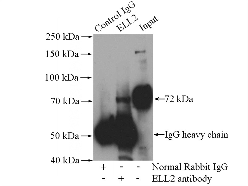 IP Result of anti-ELL2 (IP:Catalog No:110281, 4ug; Detection:Catalog No:110281 1:300) with mouse brain tissue lysate 3440ug.