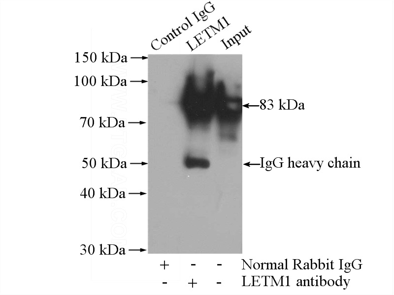 IP Result of anti-LETM1 (IP:Catalog No:112201, 4ug; Detection:Catalog No:112201 1:500) with HEK-293 cells lysate 3200ug.