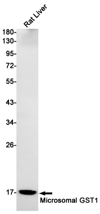 Western blot detection of Microsomal GST1 in Rat Liver cell lysates using Microsomal GST1 Rabbit mAb(1:1000 diluted).Predicted band size:18kDa.Observed band size:18kDa.