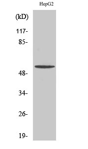 Fig1:; Western Blot analysis of various cells using TMEM145 Polyclonal Antibody. Secondary antibody（catalog#: HA1001) was diluted at 1:20000