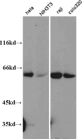 WB results of Catalog No:(anti TRAF3).