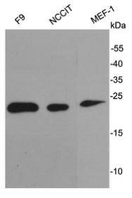 Fig1: Western blot analysis on cell lysates using anti-Stella rabbit polyclonal antibodies.