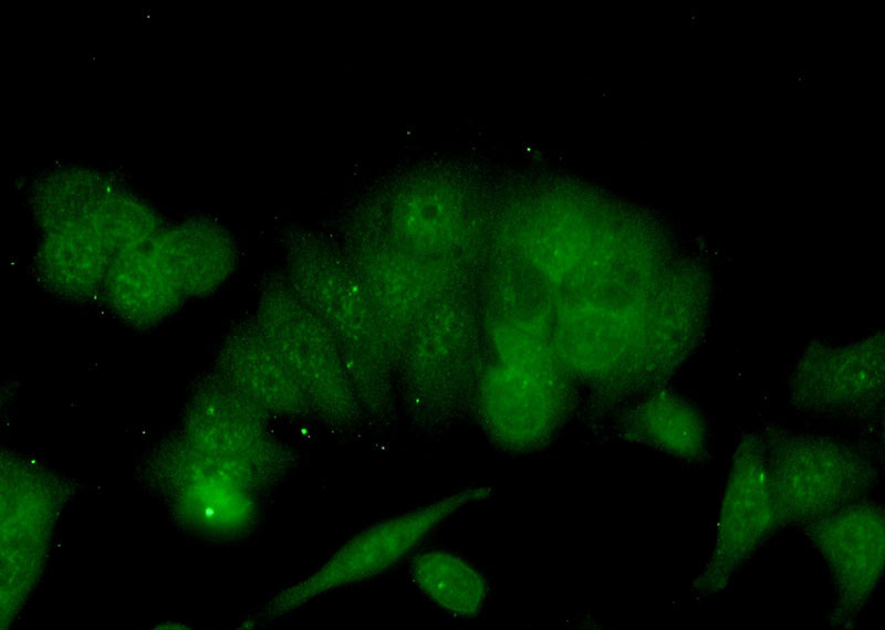 Immunofluorescent analysis of (-20oc Ethanol) fixed MCF-7 cells using Catalog No:117239(BRMS1 Antibody) at dilution of 1:25 and Alexa Fluor 488-congugated AffiniPure Goat Anti-Rabbit IgG(H+L)