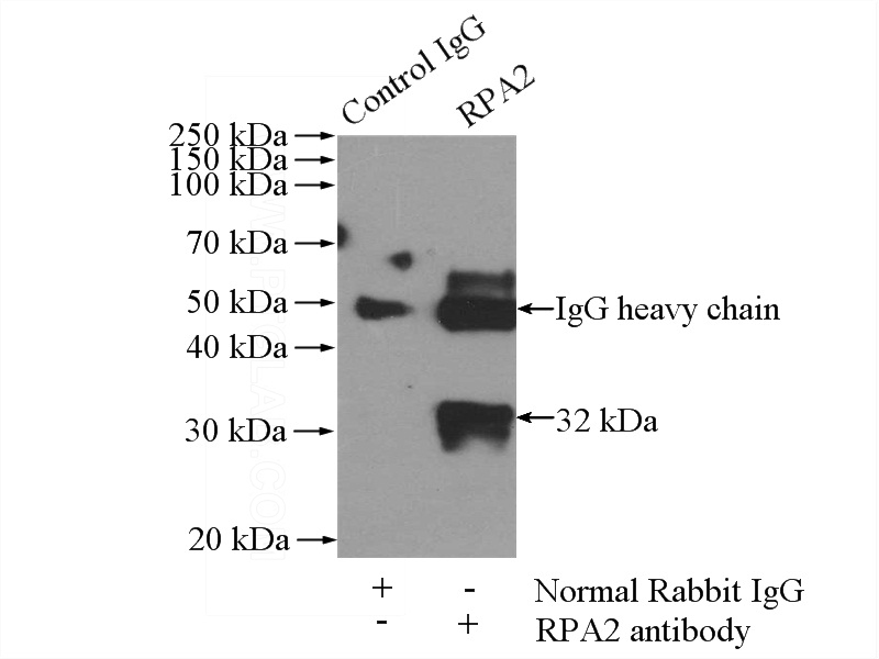 IP Result of anti-RPA2 (IP:Catalog No:114794, 4ug; Detection:Catalog No:114794 1:1000) with mouse kidney tissue lysate 4000ug.