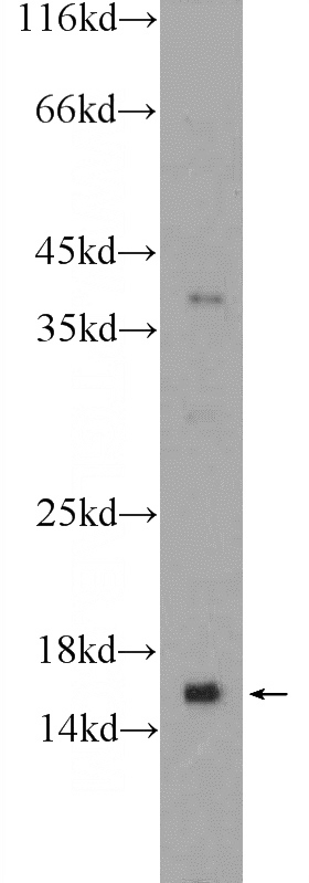 HL-60 cells were subjected to SDS PAGE followed by western blot with Catalog No:116710(VAMP8 Antibody) at dilution of 1:300