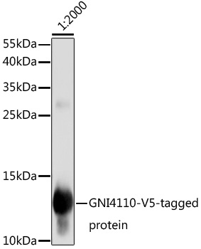 Western blot - Mouse anti V5-Tag mAb 