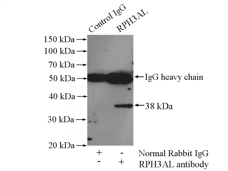 IP Result of anti-Noc2 (IP:Catalog No:114807, 4ug; Detection:Catalog No:114807 1:500) with HepG2 cells lysate 2400ug.