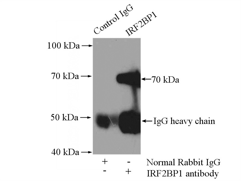 IP Result of anti-IRF2BP1 (IP:Catalog No:111833, 4ug; Detection:Catalog No:111833 1:500) with HEK-293 cells lysate 2000ug.