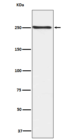 Western blot analysis of Phospho-mTOR (S2448) expression in HEK293 cell lysate.