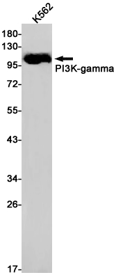 Western blot detection of PI3K-gamma in K562 cell lysates using PI3K-gamma Rabbit pAb(1:1000 diluted).Predicted band size:127kDa.Observed band size:110kDa.