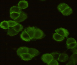 Immunocytochemistry staining of MDA-MB-468 cells fixed with 4% Paraformaldehyde and using EGFR mouse mAb (dilution 1:200).