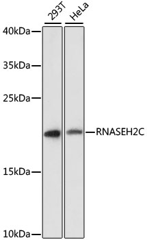 Western blot - RNASEH2C Polyclonal Antibody 