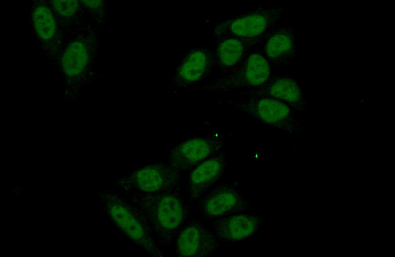 Immunofluorescent analysis of (10% Formaldehyde) fixed HepG2 cells using Catalog No:116936(ZCCHC8 Antibody) at dilution of 1:50 and Alexa Fluor 488-congugated AffiniPure Goat Anti-Rabbit IgG(H+L)
