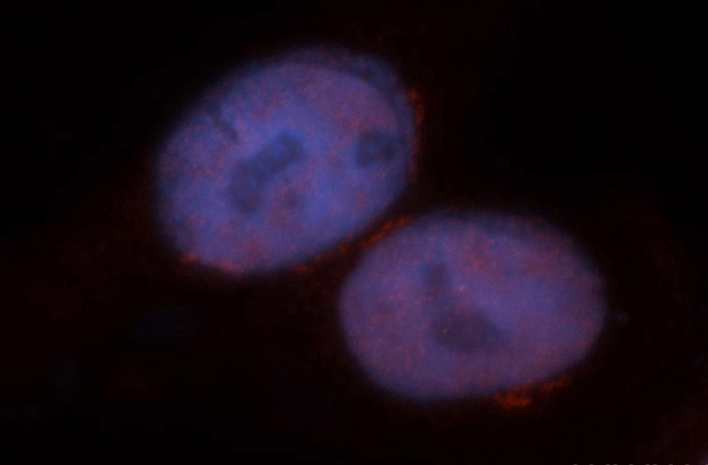 Immunofluorescent analysis of HepG2 cells, using MBD3 antibody Catalog No:112503 at 1:50 dilution and Rhodamine-labeled goat anti-rabbit IgG (red). Blue pseudocolor = DAPI (fluorescent DNA dye).